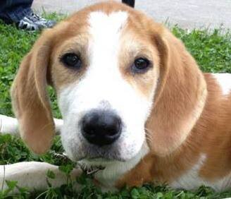 Twitter account for brandy keg kennels and rescue based in new york. #nokills Check us out on facebook:http://t.co/TOxJit7MsH