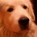 Pinot (@pinot_pyrenees) Twitter profile photo
