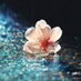 no name (@manar816) Twitter profile photo