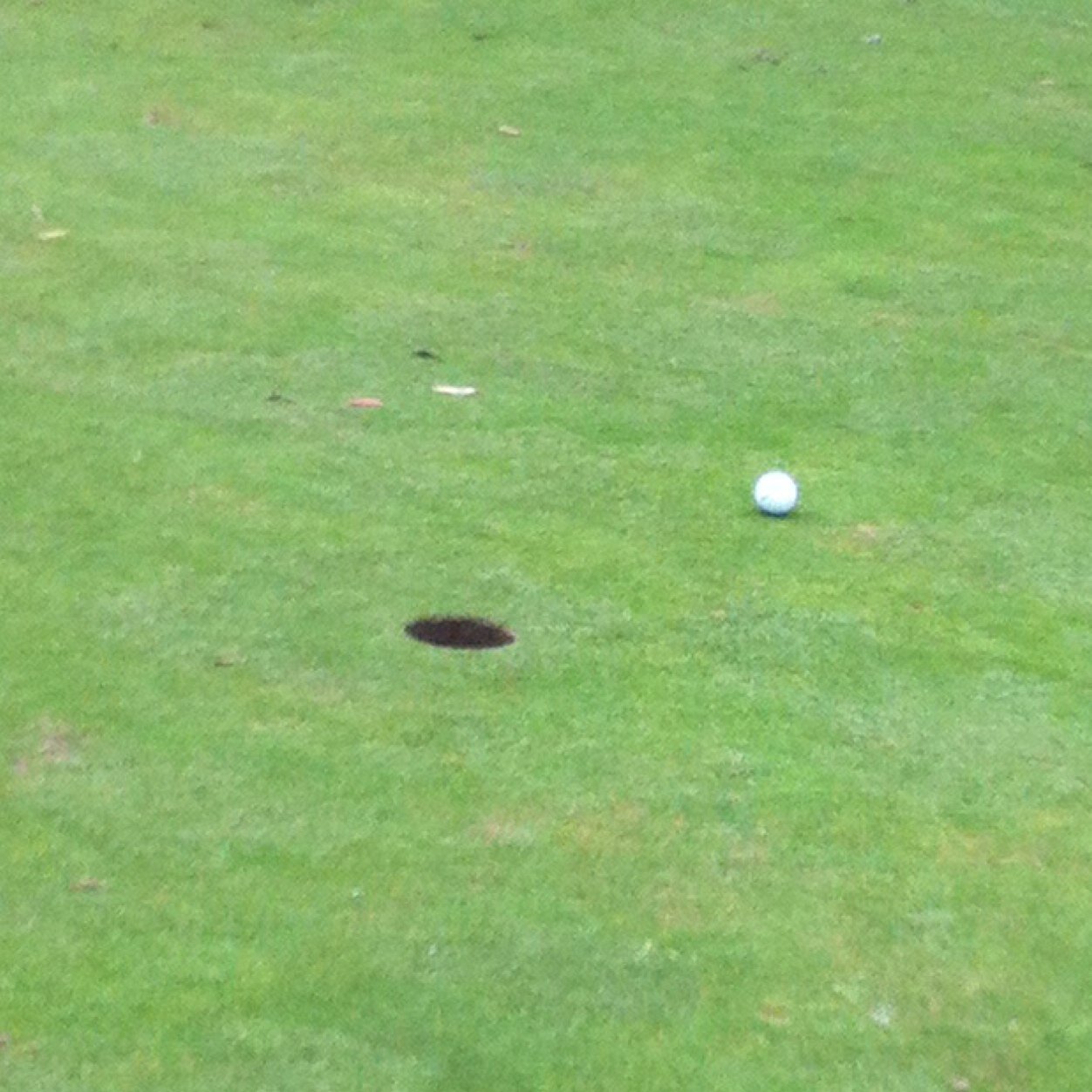 golfballs04's profile picture. sometimes you eat the bear 
sometimes the bear eats you