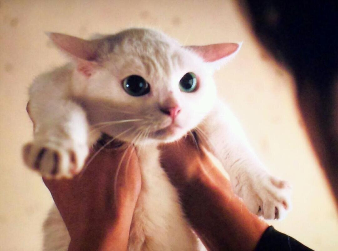 御ふざけと猫とふくらはぎとうんこを愛する。こんなんでちゃんと仕事をしている者。大人こそちゃんと御ふざけしなければならない。“ふざけ” ではなく “御ふざけ” を♪ 岡山の御ふざけ研究会総本部 会長