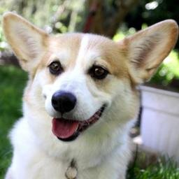 I love stealing food, running like a maniac, and nonstop barking. I live in Oregon with my mom, dad, a shy dog, and a strange cat.