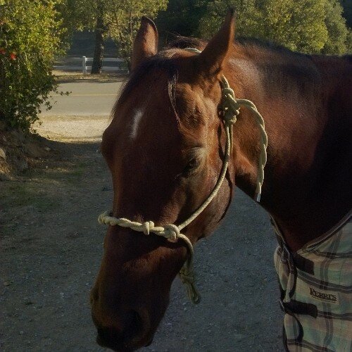 I love reign! I love riding my horses and doing gymkhana! LONG MAY FRARY REIGN!!!!