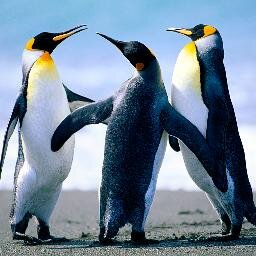 Penguins.