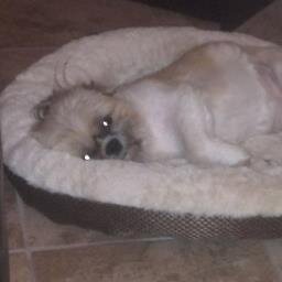 janetbaseHR's profile picture. HR Benefits Professional  - it's a wacky HR world! Balancing life as wife to sci-fi loving hubby; mom to 2 witty daughters & 3 spoiled pooches