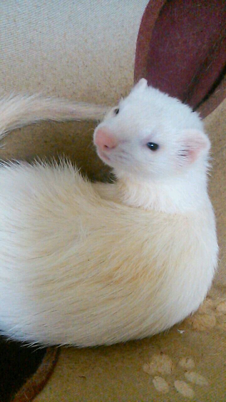 shin5_giants's profile picture. フェレット、巨人を心から愛しています。良かったら絡んで下さいね(*^.^*)             とうきょう