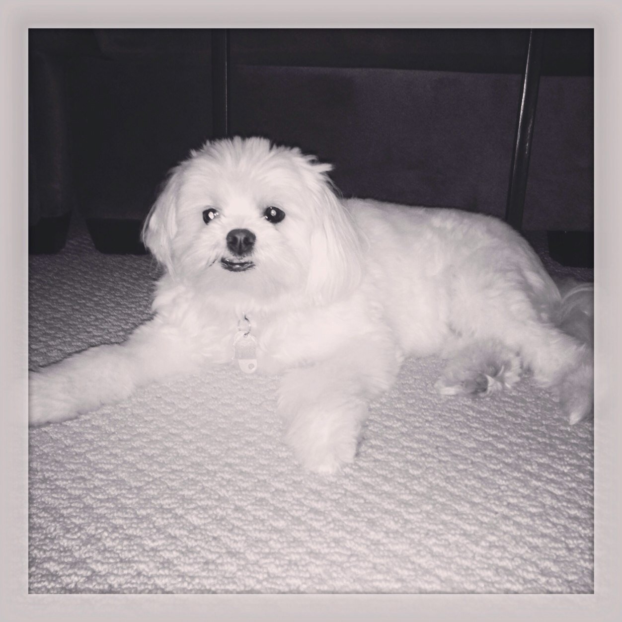 AFreePhoenix's profile picture. 