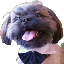 gizmoisgreat's profile picture. I’m Gizmo. I’m a fuzzy little dog who likes to goof off. Paw over my blog sometime or bark at me.