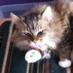 I hate people. I'm majestic. I like mewing at everyone and everything.