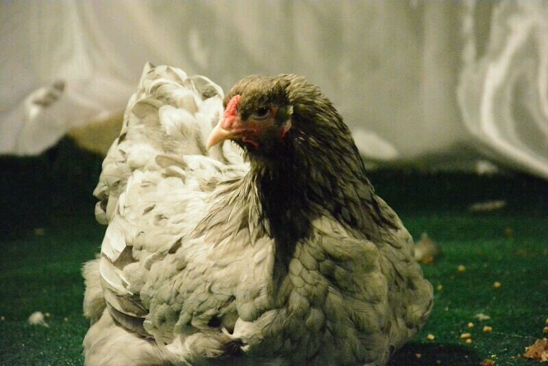 ALTAMAYOZ2014's profile picture. مزرعة التميز لدجاج الزينه. 0536007323