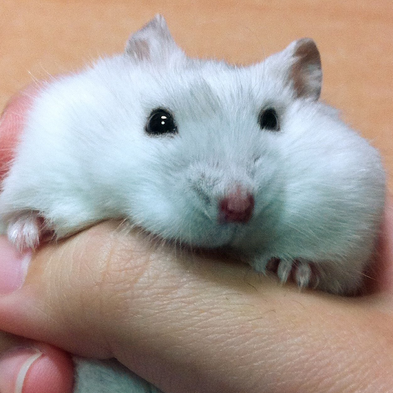 Hamsters and Rubber Duck lover. Owner of a Winter White Dwarf hamster. Check out our Instagram for more photos.