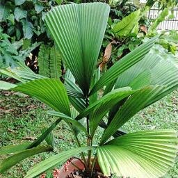 Recycling organic garden waste & fruit/veg food waste using bokashi @earthprobiotic into a Bio Humus organic soil conditioner as a grow medium for our Palms.