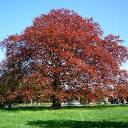 Ik ben een rode beukenboom.