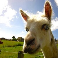 Dallying Llama (@mossamorrissey) 's Twitter Profile Photo