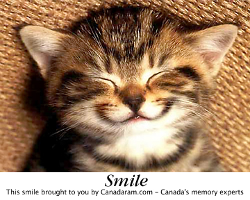 hachimo's profile picture. 