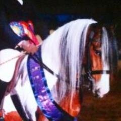 MrSollyWoo's profile picture. Im a Traditional Cob, who loves grass, carrots, turnips and days out at pony parties!