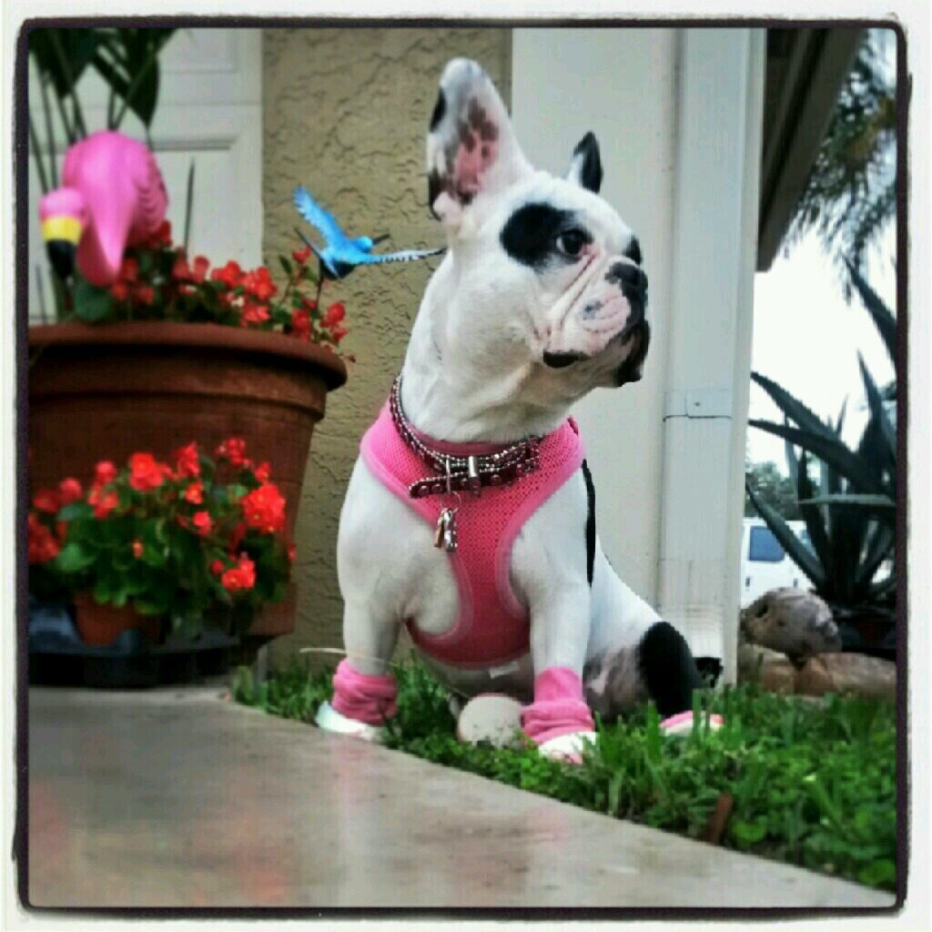 Custest most spolied little Frenchie girl in the world!!!