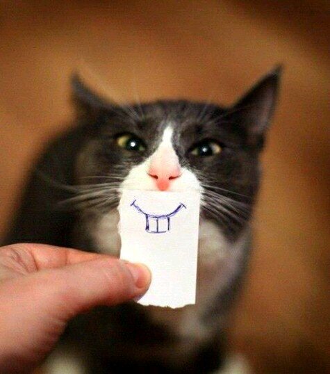 Miau!!!