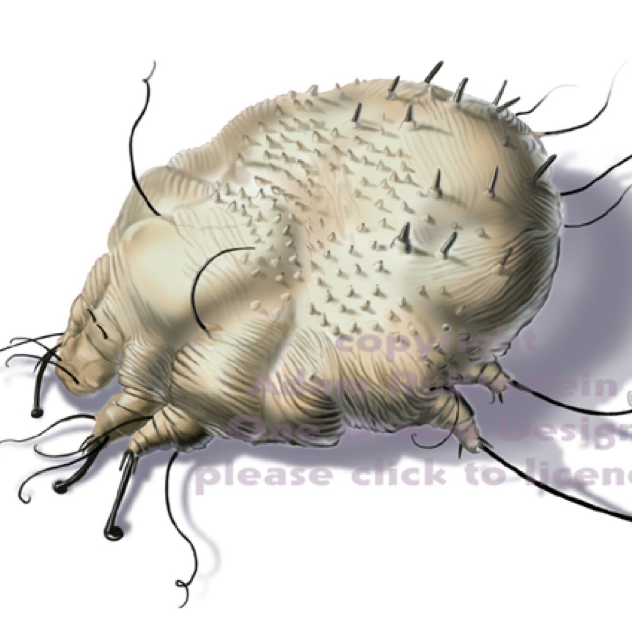 uyuzbocegi_u's profile picture. 