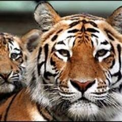 araigeorge's profile picture. 