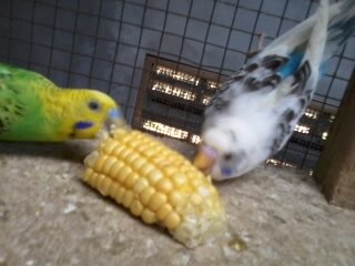 buparyo's profile picture. Parkit Murah, Beli 10 Psang Gratis 1 psang. CP:087843133227 ,pin:7448cfa8