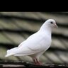 yavuzatmac's profile picture. 