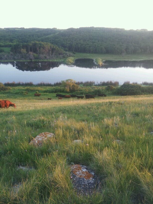 Nordal Limousin & Angus is a family farm just outside of Simpson, SK. We raise Purebred Limousin , Black & Red Angus. Our next Bull Sale is  Feb.23 2023