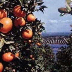 Ocsignature's profile picture. OC Signature Properties is a real property brokerage firm, committed to providing outstanding support and benefit to new home buyers and sellers.