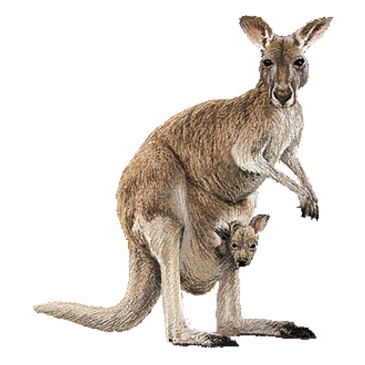 christmas kangaroo clipart free - photo #32