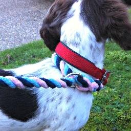 100% Soft Cotton Slip leads! No more rope burn on your dogs neck! Owner to two mad children and a very mad Springer