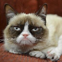 sarcasm is my way of living. you like sarcasm ? then i hate you less than others. grumpy cat employee