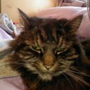 olivia stevenson - @rofl7546 - Twitter