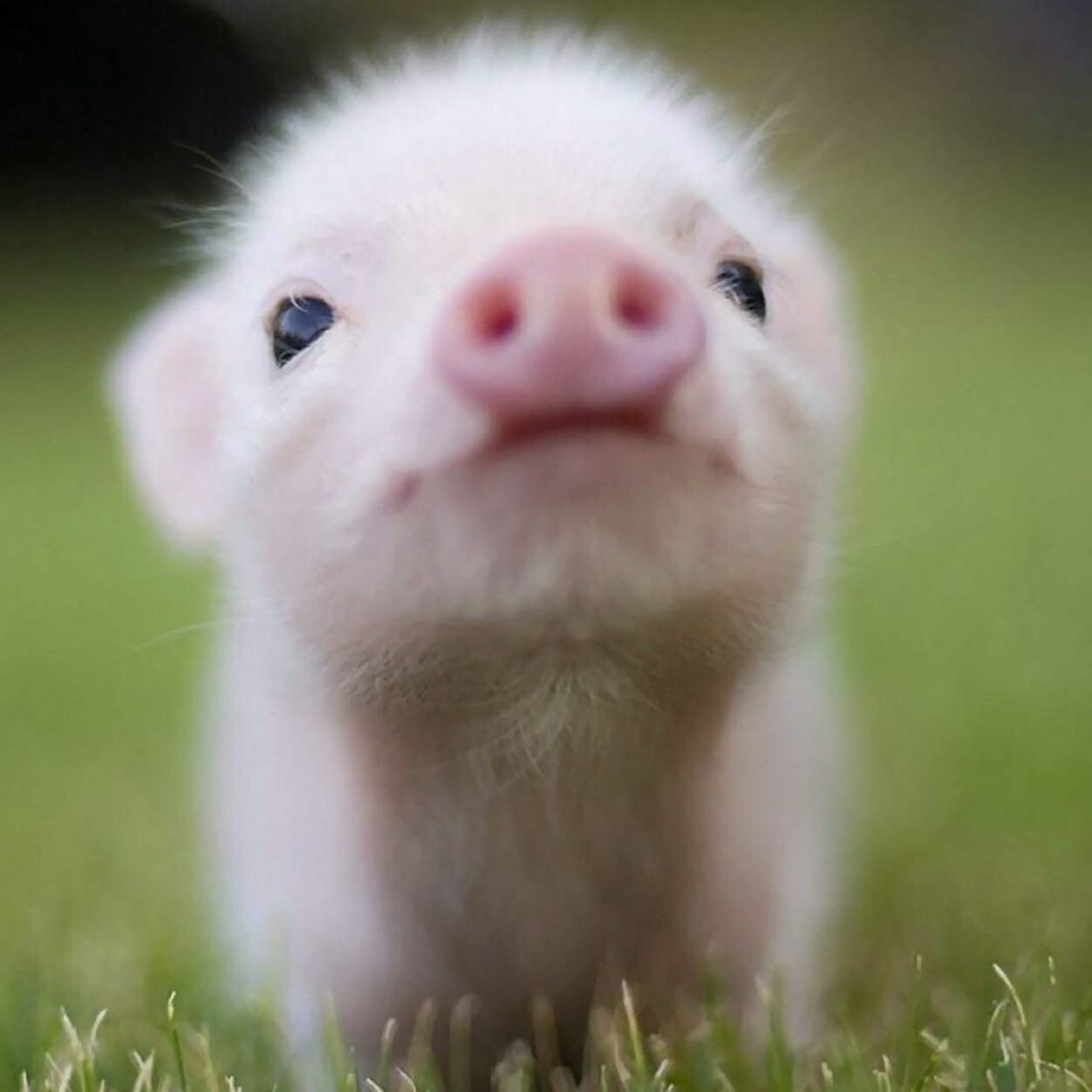 InterruptingPig's profile picture. oink oink