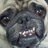 rodneythepug's profile image