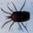birdmites's profile image