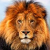 Middle River Middle (@mrmslions) Twitter profile photo Middle River Middle (@mrmslions) Twitter profile photo