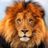 MRMSlions's profile image