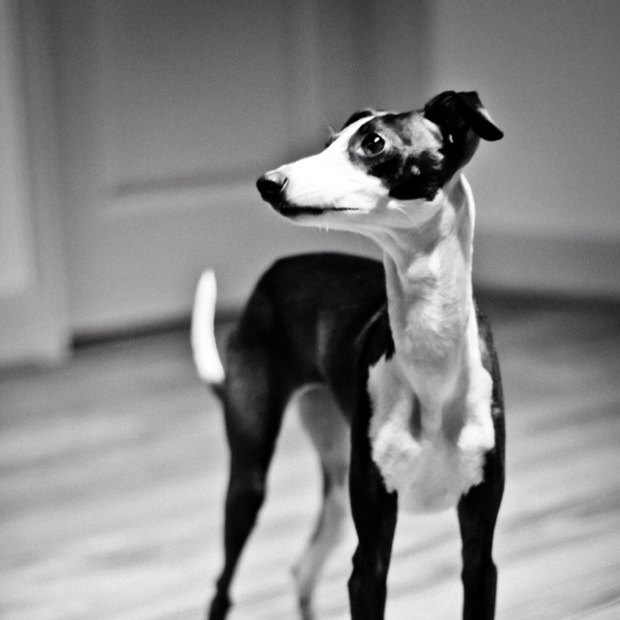 Herrroo ! My name is Penelope . Im an Italian Greyhound. I live in I like sleeping, stealing socks, and jumping on the table instagram @penelopetheig