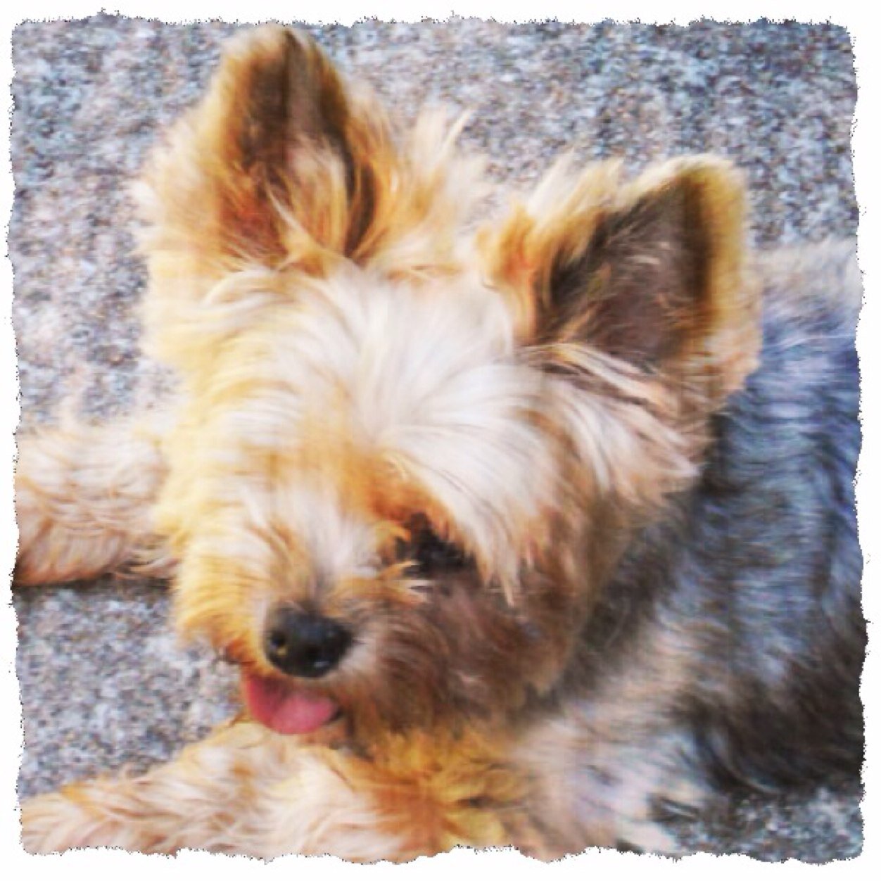 merrybarkers's profile picture. Coming soon a B & B for tiny dogs who do not thrive in traditional boarding setups. Stay tuned!