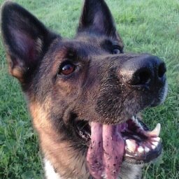 Hunde-Meister TM SM International.
Unser Ziel ist es Ihr Leben mit ihrem Hunde-Partner so schön und angenehm wie möglich zu machen. Dog Training