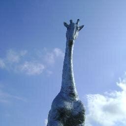 thecattman's profile picture. 