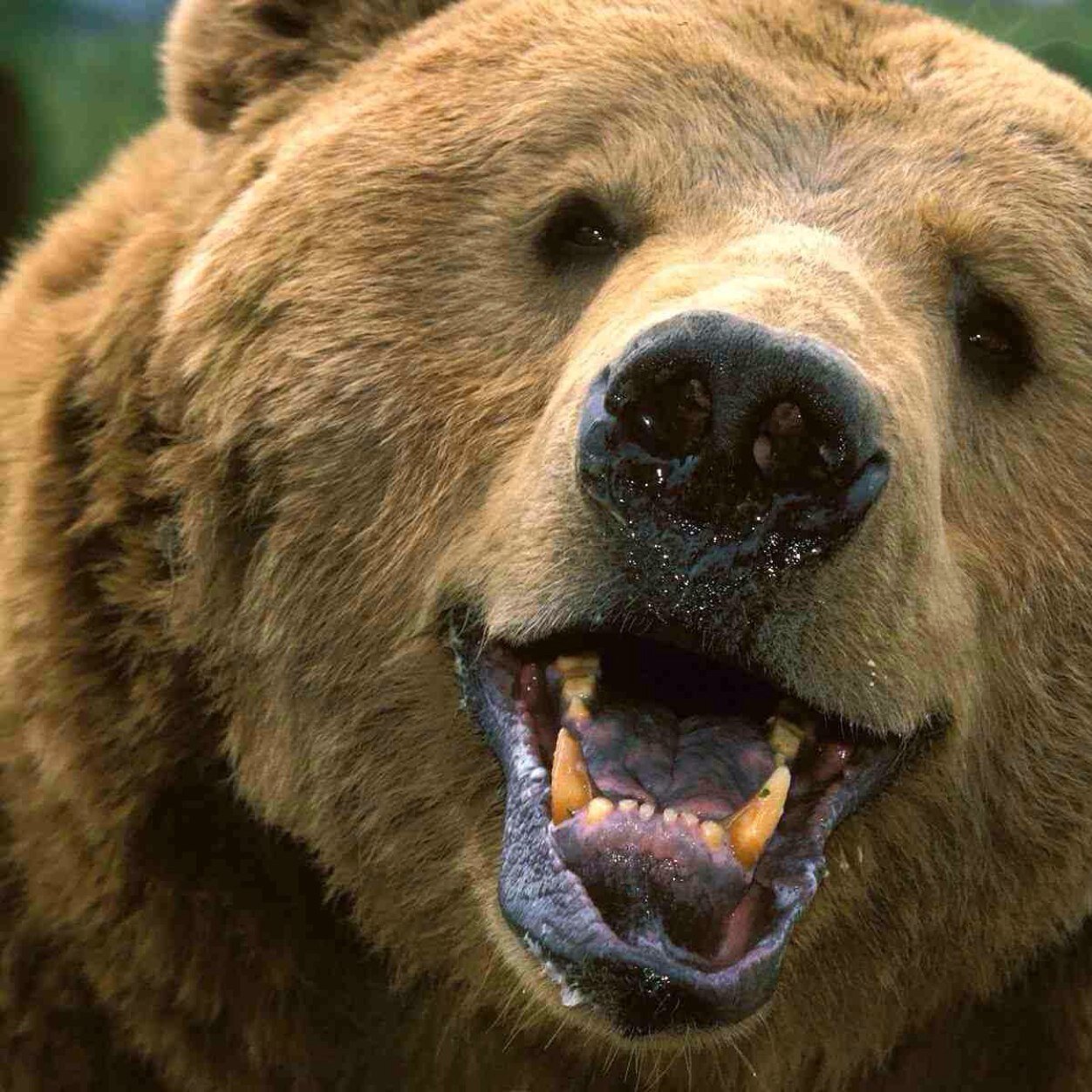 It's all about the bears, baby!