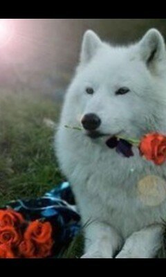 Thalia908's profile picture. Dogs,pizza,Mall,Justin bieber