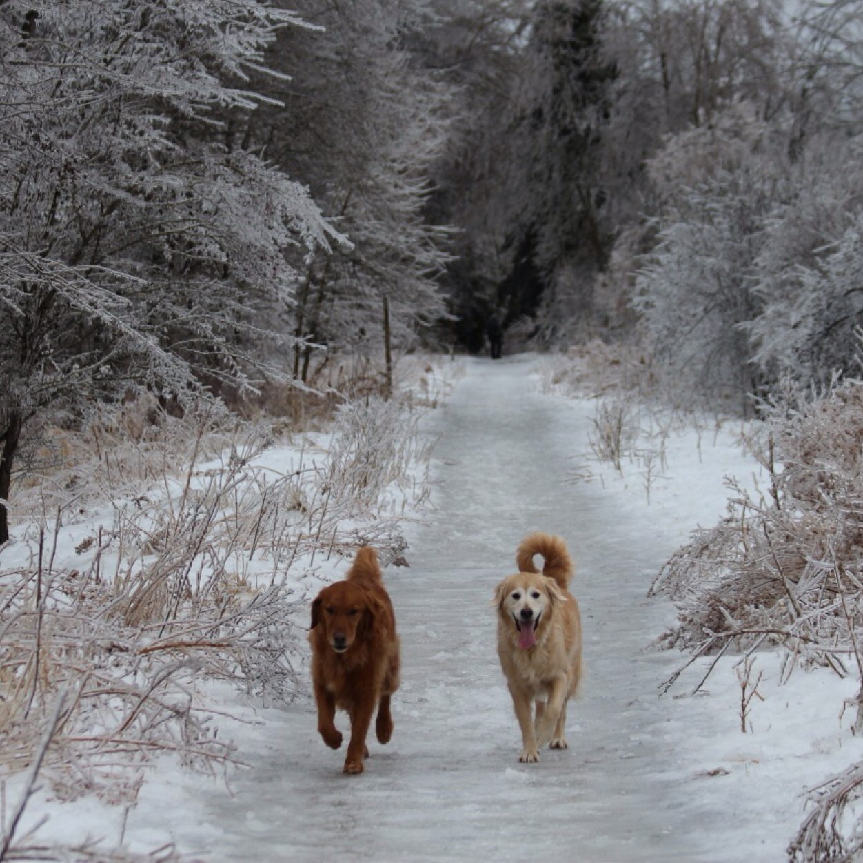 Follow the lives of our two spoiled Golden Retrievers in their daily adventures!