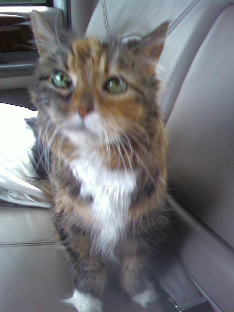 Muffy_Ann's profile picture. I'm not your average cat...I think playing with string is overrated. I like playing with the dripping water in the bath tub. I enjoy cat naps :)