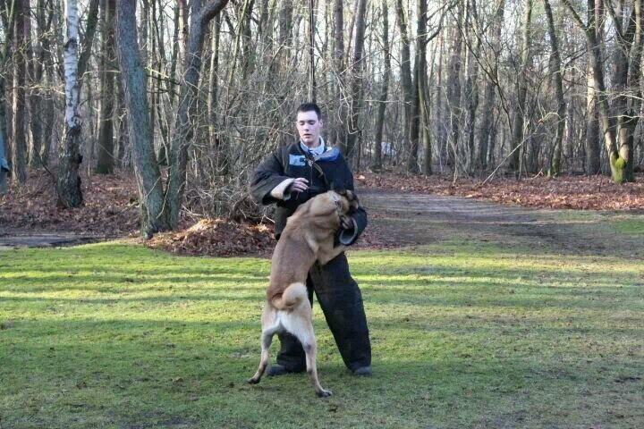 haisma030's profile picture. loodgieter/pakwerker/hondengeleider