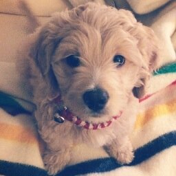 winnieinsf's profile picture. I live the posh life of a pup in San Francisco's Pacific Heights