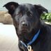 Hopelessly looking for ⬛️⬛️⬛️⬛️⬛️⬛️ (@crestonepeak) Twitter profile photo Hopelessly looking for ⬛️⬛️⬛️⬛️⬛️⬛️ (@crestonepeak) Twitter profile photo