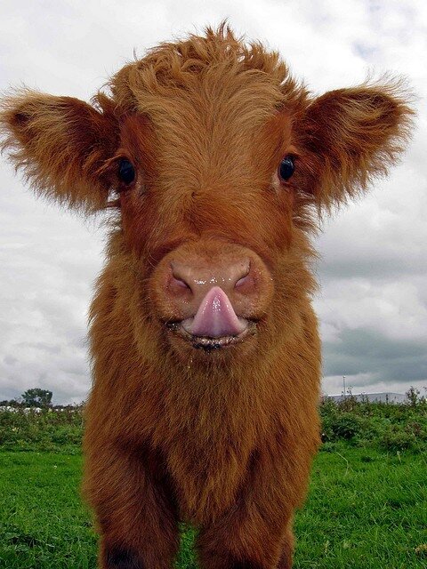 élevage vaches
