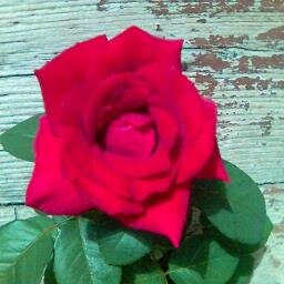 cargabri51's profile picture. Sogno un mondo dove ognuno possa esprimere liberamente il proprio pensiero ma dove nessuno possa spacciare un'opinione per verità assoluta.